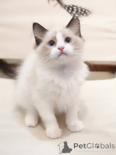 Photo №3. Ce chaton Ragdoll est essentiellement une peluche vivante. Allemagne