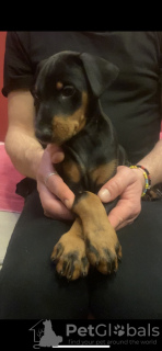 Photos supplémentaires: Chiots Doberman pure race à vendre 1,5 mois.