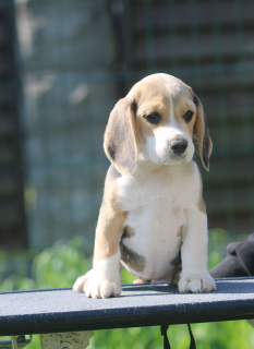 Photo №4. Je vais vendre beagle en ville de Minsk. de la fourrière - prix - 638€