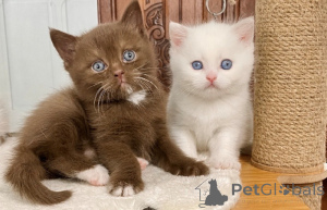 Photo №2 de l'annonce № 173992 de la vente british longhair - acheter à Belgique 