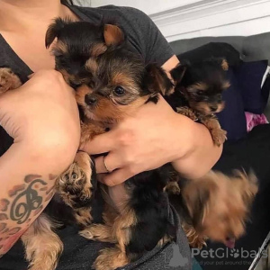 Photo №1. yorkshire terrier - à vendre en ville de Jever | 380€ | Annonce №110992