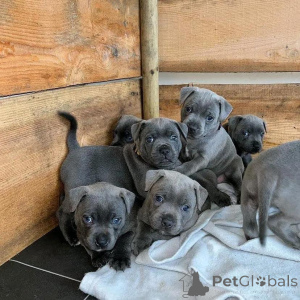 Photo №3. Chiots Staffordshire Bull Terrier bleus à vendre. Allemagne