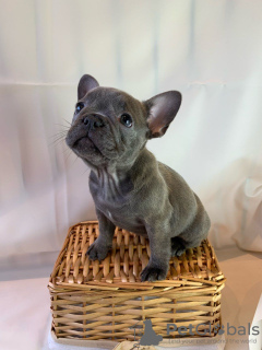 Photo №3. Adorables chiots bouledogue français en adoption gratuite. Allemagne