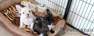 Photo №4. Je vais vendre bouledogue en ville de Regensburg. annonce privée - prix - 331€