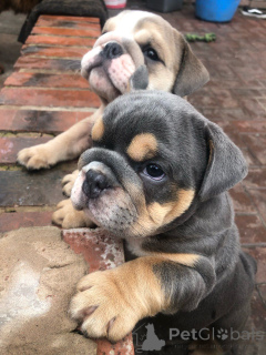 Photo №2 de l'annonce № 172465 de la vente bulldog anglais - acheter à Belgique annonce privée