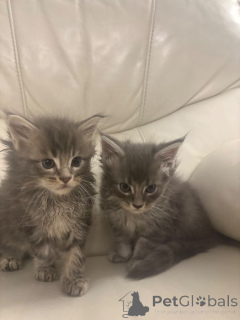 Photo №1. maine coon - à vendre en ville de Blâler | 300€ | Annonce № 162422