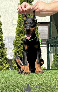Photo №4. Je vais vendre dobermann en ville de Bačka Topola. éleveur - prix - négocié