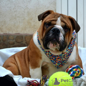 Photo №1. bulldog anglais - à vendre en ville de Belgrade | négocié | Annonce №99084