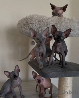 Photo №1. sphynx - à vendre en ville de Paris | négocié | Annonce № 163545