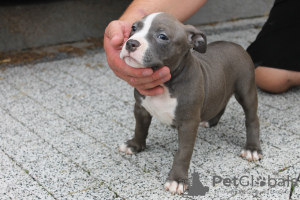 Photos supplémentaires: American Bully Pocket ABKC GrChampions