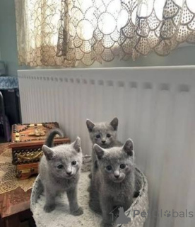 Photo №2 de l'annonce № 173579 de la vente bleu russe - acheter à Serbie annonce privée, éleveur