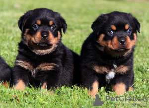 Photo №1. rottweiler - à vendre en ville de Bruxelles | négocié | Annonce №124788