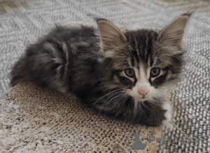 Photo №2 de l'annonce № 165774 de la vente  - acheter à La finlande 