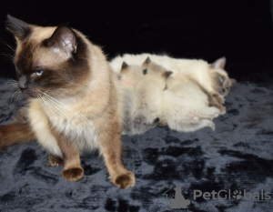 Photo №1. ragdoll - à vendre en ville de Morrilton | 331€ | Annonce № 112148