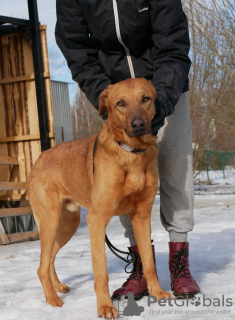 Photo №2 de l'annonce № 40319 de la vente chien bâtard - acheter à Fédération de Russie annonce privée