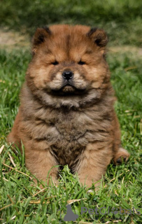 Photo №3. Chow Chow. Serbie