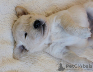 Photo №3. Chiots Golden Retriever. Allemagne