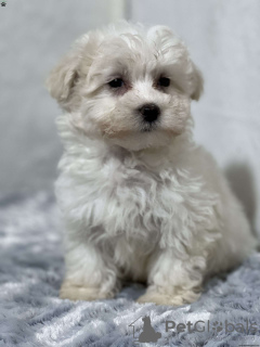 Photo №4. Je vais vendre maltipu en ville de Eisenstadt.  - prix - 331€