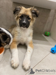 Photos supplémentaires: Trois chiots entre de bonnes mains