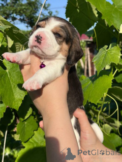 Photo №3. Chiots Beagle à vendre.. La Moldavie