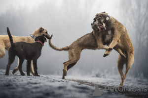 Photo №1. irish wolfhound - à vendre en ville de Erre | 2500€ | Annonce №114042