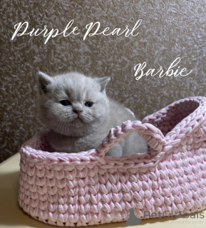 Photo №2 de l'annonce № 150242 de la vente  - acheter à Fédération de Russie de la fourrière, éleveur