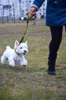 Photo №4. Je vais vendre west highland white terrier en ville de Bialystok. annonce privée - prix - 700€