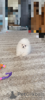 Photo №4. Je vais vendre spitz nain en ville de Cologne. annonce privée - prix - 360€