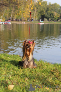 Photo №1. yorkshire terrier - à vendre en ville de Irkoutsk | 808€ | Annonce №142481