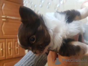 Photos supplémentaires: Mignon garçon chihuahua chocolat aux cheveux longs