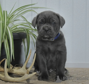 Photo №2 de l'annonce № 166093 de la vente cane corso - acheter à La finlande annonce privée