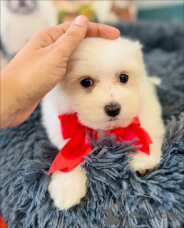 Photo №4. Je vais vendre bichon maltais en ville de Helsinki. annonce privée, de l'abri - prix - 500€