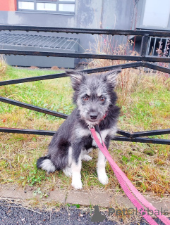 Photo №1. chien bâtard - à vendre en ville de Saint-Pétersbourg | Gratuit | Annonce №157819