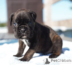 Photo №2 de l'annonce № 173335 de la vente boxer - acheter à Allemagne annonce privée