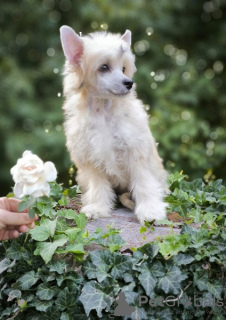 Photo №3. chien chinois à crête. La croatie