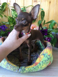 Photo №4. Je vais vendre ratier de prague en ville de . éleveur - prix - Négocié