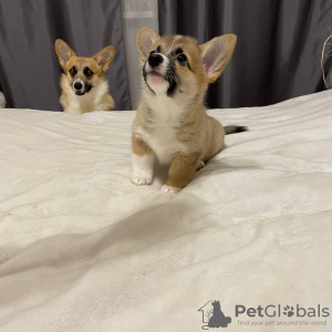 Photo №3. Welsh Corgi 3 mois (parents titrés). Pologne