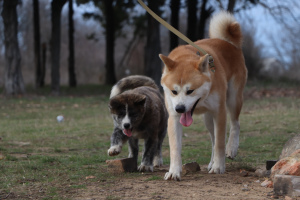 Photo №2 de l'annonce № 4930 de la vente akita (chien) - acheter à Ukraine de la fourrière