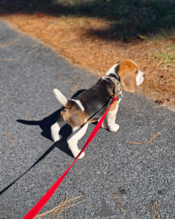 Photo №3. Beaux chiots Beagle. Allemagne