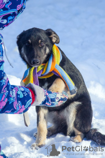 Photo №3. Le chien de beauté Kora entre de bonnes mains. Fédération de Russie