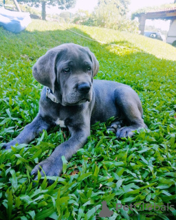 Photo №1. cane corso - à vendre en ville de Амстердам | 450€ | Annonce №79974