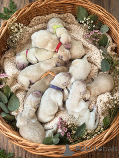 Photo №4. Je vais vendre golden retriever en ville de Berlin.  - prix - Gratuit