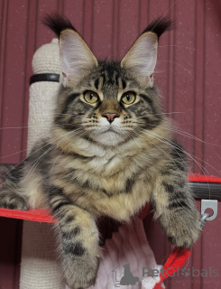 Photo №3. La grâce à chaque pas Freya règne avec amour et loyauté.. La finlande