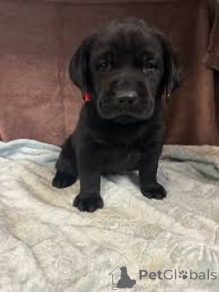 Photo №3. Boutique du chiot Labrador Retriever. Belgique