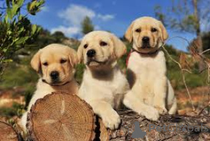 Photo №1. labrador retriever - à vendre en ville de Liverpool | 1000€ | Annonce №165537