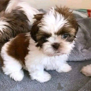 Photo №1. shih tzu - à vendre en ville de Arronman de Bruxelles Capital | négocié | Annonce №155710