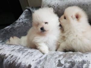 Photo №4. Je vais vendre spitz nain en ville de Berlin. annonce privée - prix - 350€