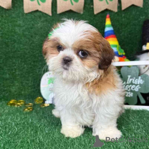 Photo №1. shih tzu - à vendre en ville de Adršpach | négocié | Annonce №170666