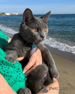 Photo №1. chartreux - à vendre en ville de Aalen | négocié | Annonce № 158744