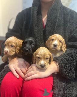 Photo №2 de l'annonce № 161334 de la vente cocker spaniel anglais - acheter à La finlande 